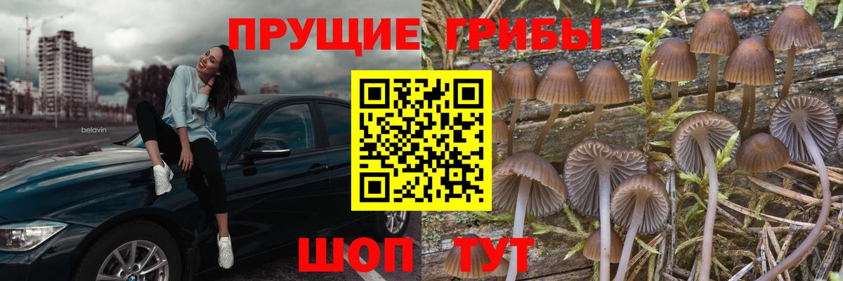 Псилоцибиновые грибы Psilocybe Североуральск